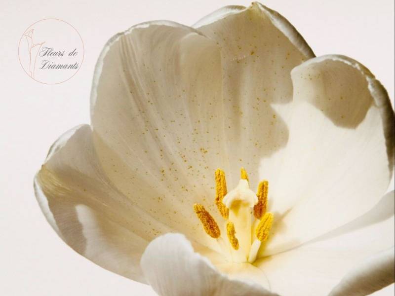 fleuriste Fréjus et Var Fleurs de Diamants